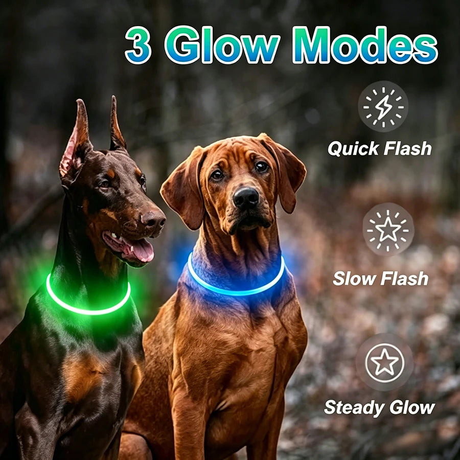 Collier lumineux LED rechargeable pour chien