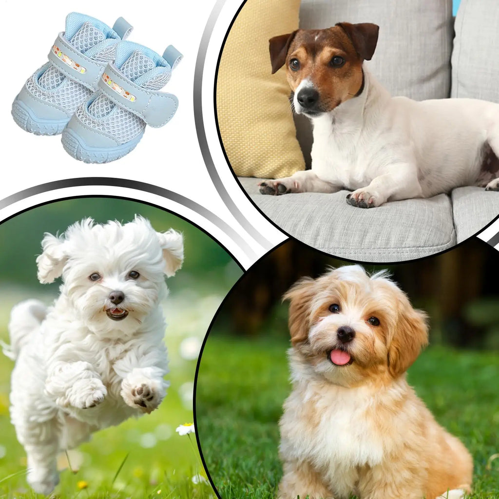 Bottines LED pour Chien