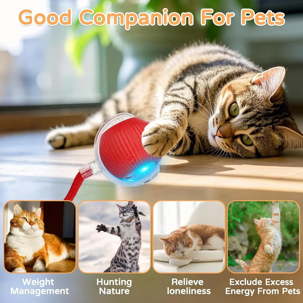 profissional e todo em frances. Balle Interactive Rechargeable pour Chat