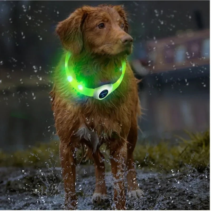 Collier LED rechargeable en PVC pour chien