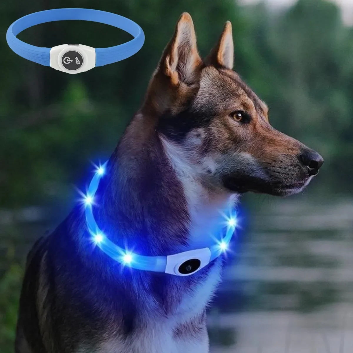 Collier LED rechargeable en PVC pour chien
