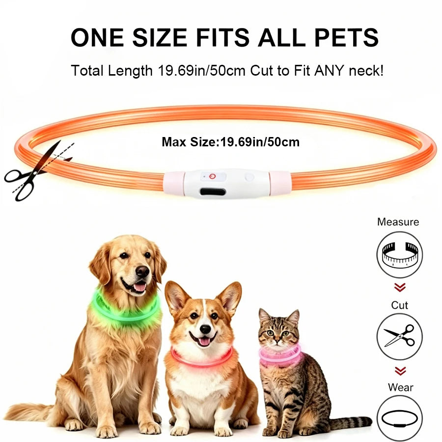 Collier lumineux LED rechargeable pour chien